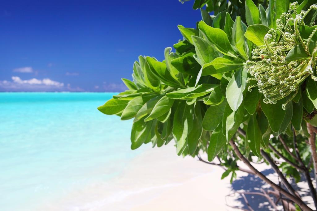 Holiday Cottage Thoddoo, Maldives Exteriör bild