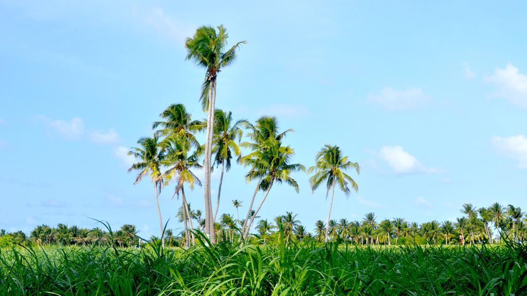 Holiday Cottage Thoddoo, Maldives Exteriör bild